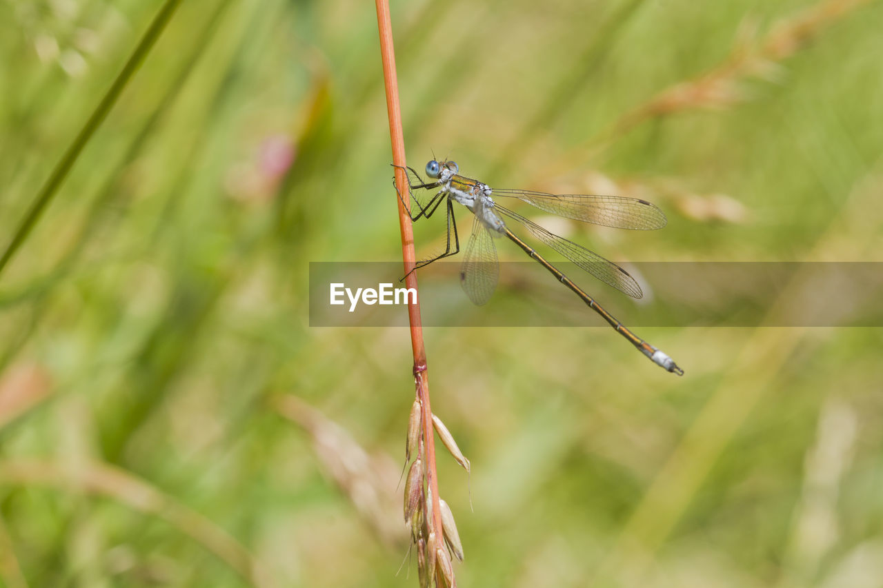 animal themes, animal wildlife, animal, dragonflies and damseflies, insect, dragonfly, plant, wildlife, one animal, nature, animal wing, close-up, grass, focus on foreground, green, macro photography, beauty in nature, no people, outdoors, animal body part, macro, day, environment, selective focus, meadow, plant part, prairie, leaf, plant stem, flower