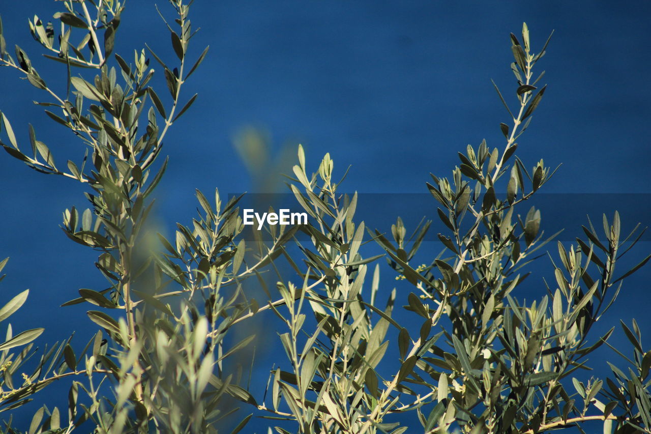 CLOSE-UP OF PLANTS AGAINST BLUE SKY