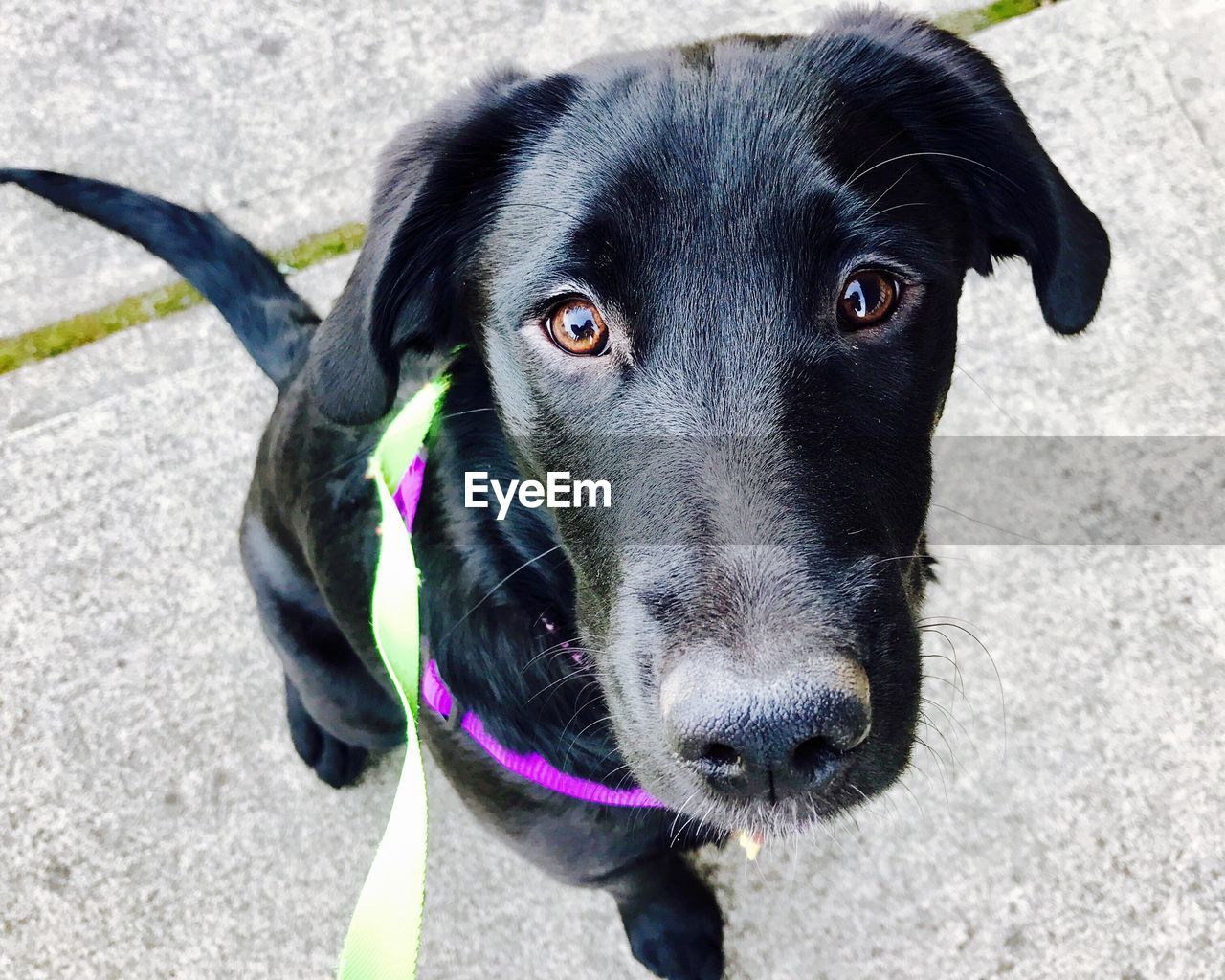 Close-up portrait of dog standing on street