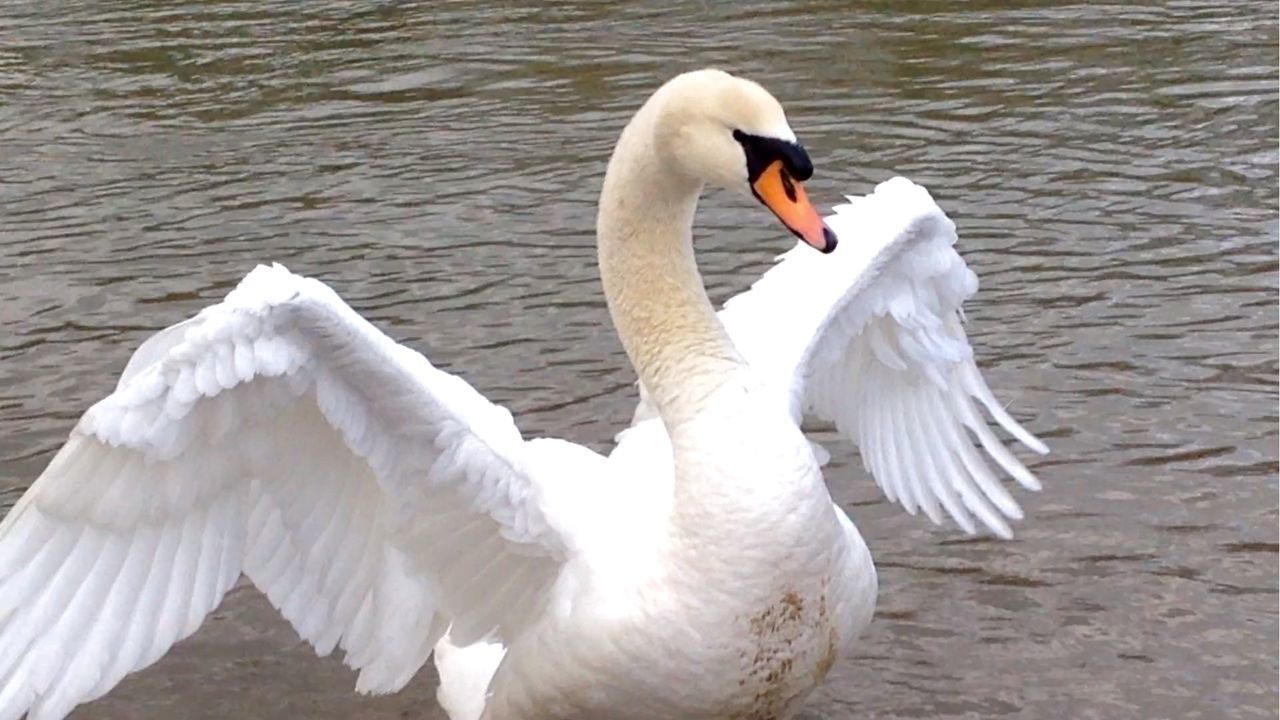 WHITE SWAN ON THE LAKE