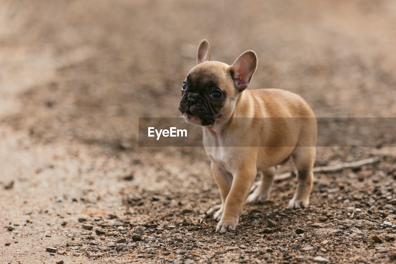 Puppy walking on footpath