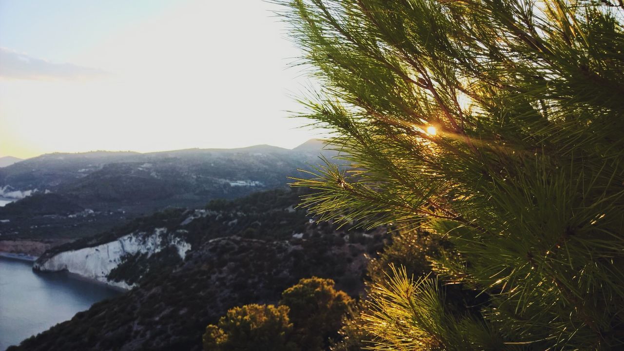 Trees growing on mountains against sky