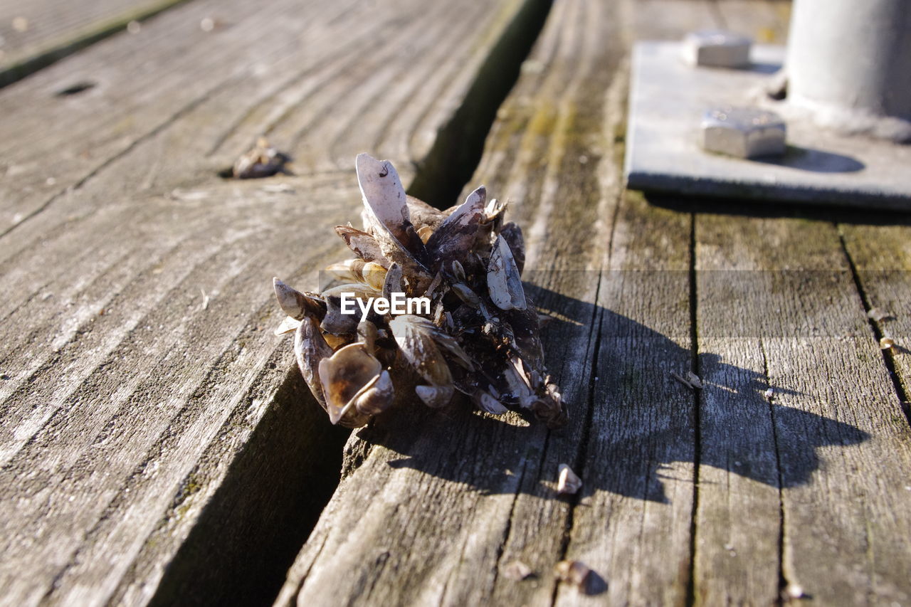 Close-up of mussels on pier