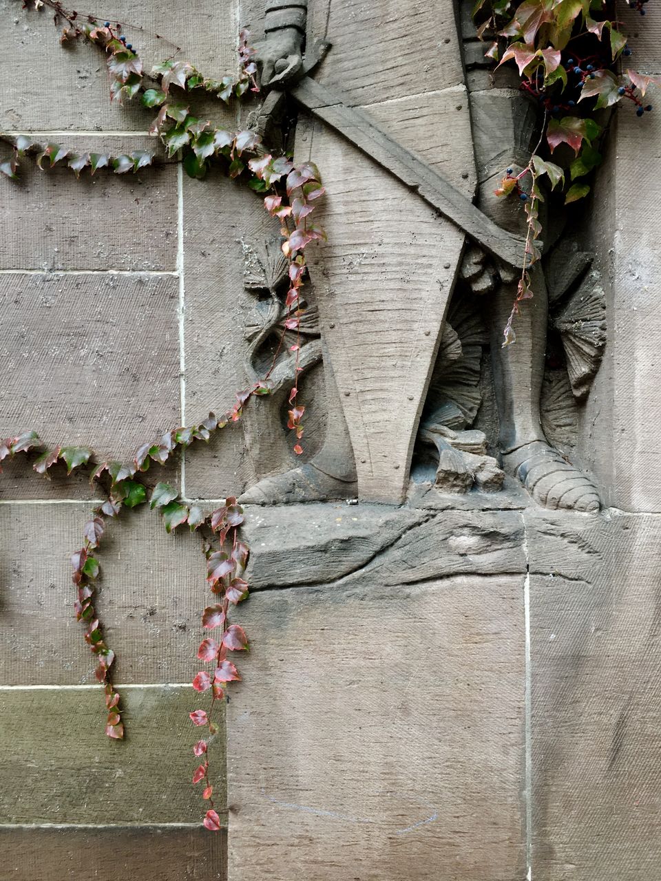 Ivy growing over the lower part of a stone knight holding a a sword and shield