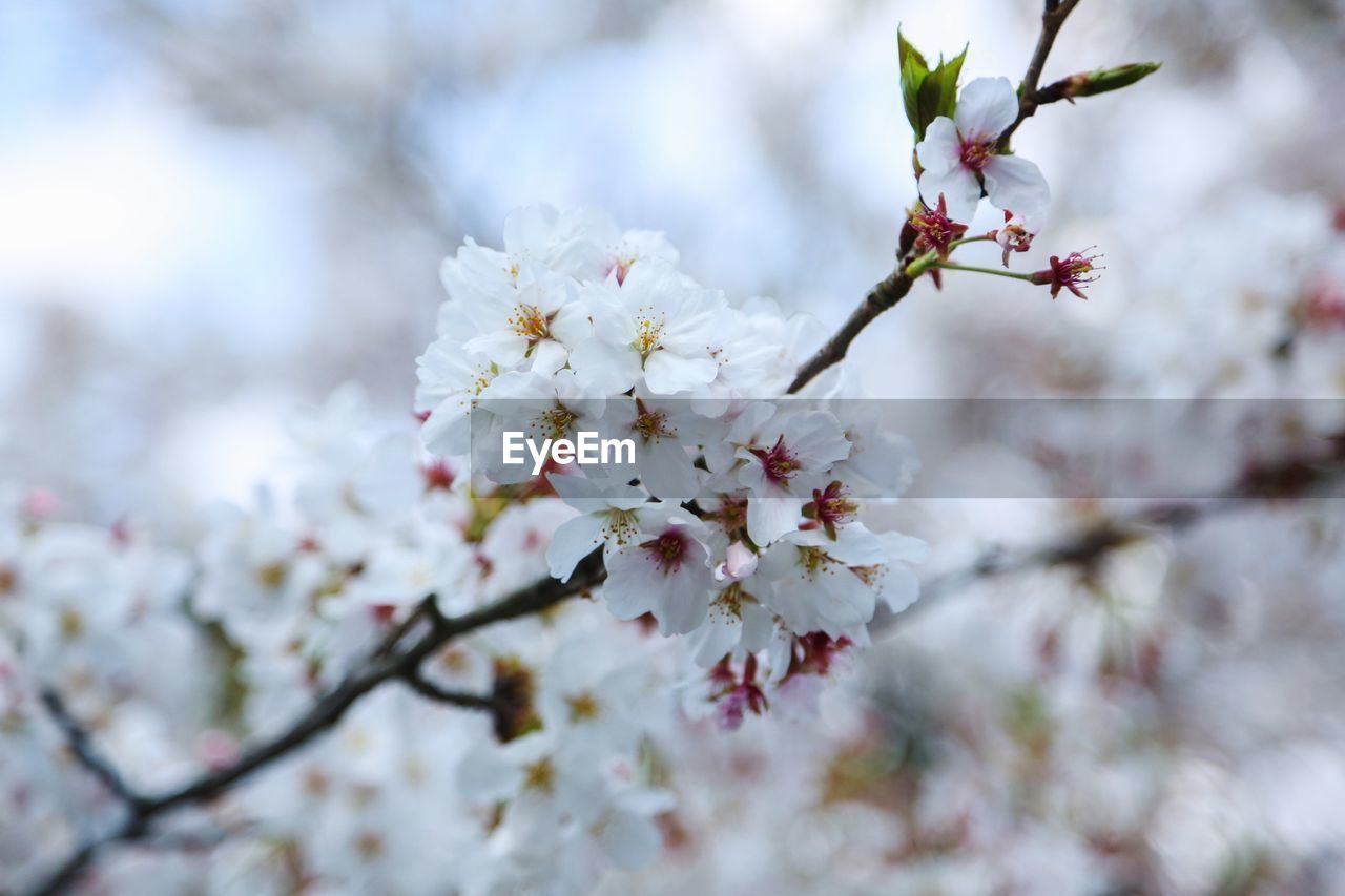 LOW ANGLE VIEW OF CHERRY BLOSSOM TREE