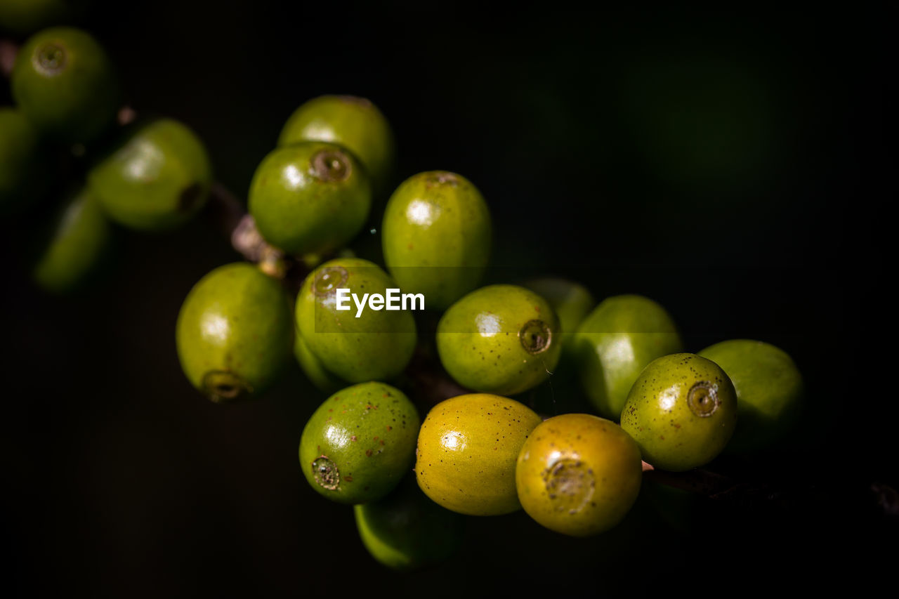Close-up of coffee cherry over black background