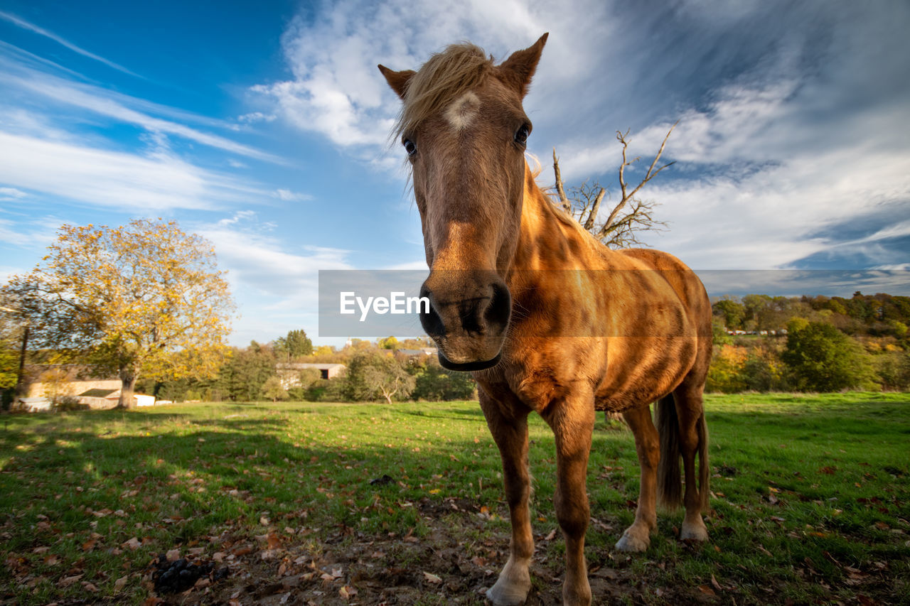 Horse standing in a field