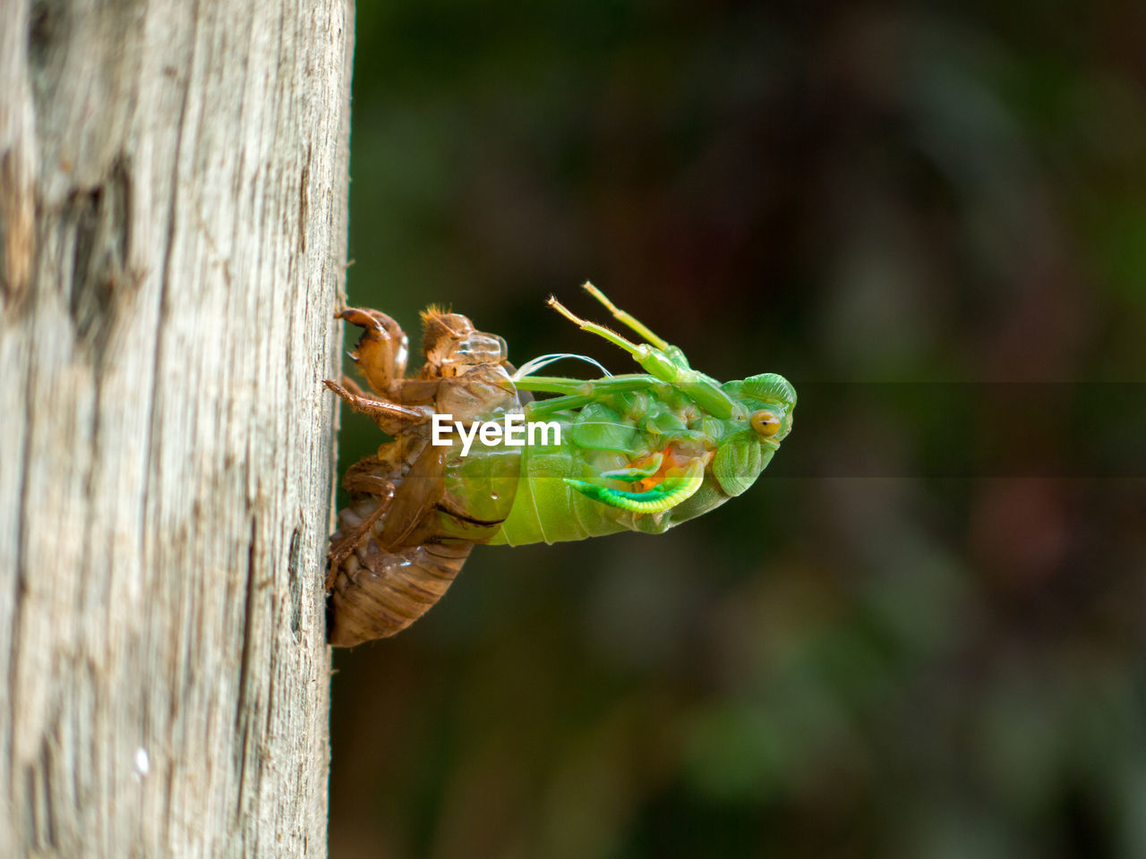 CLOSE-UP OF INSECT ON TREE