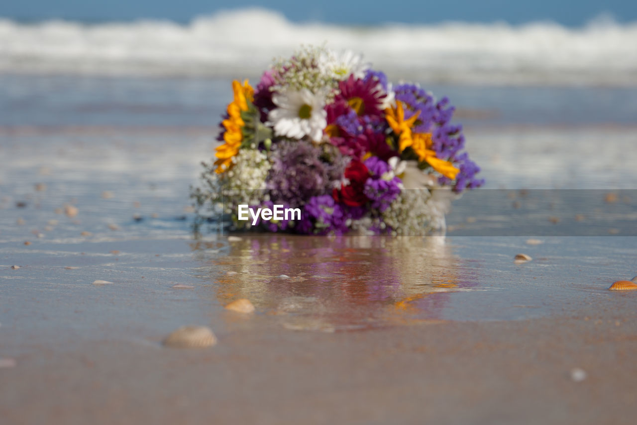 CLOSE-UP OF FLOWERS ON BEACH