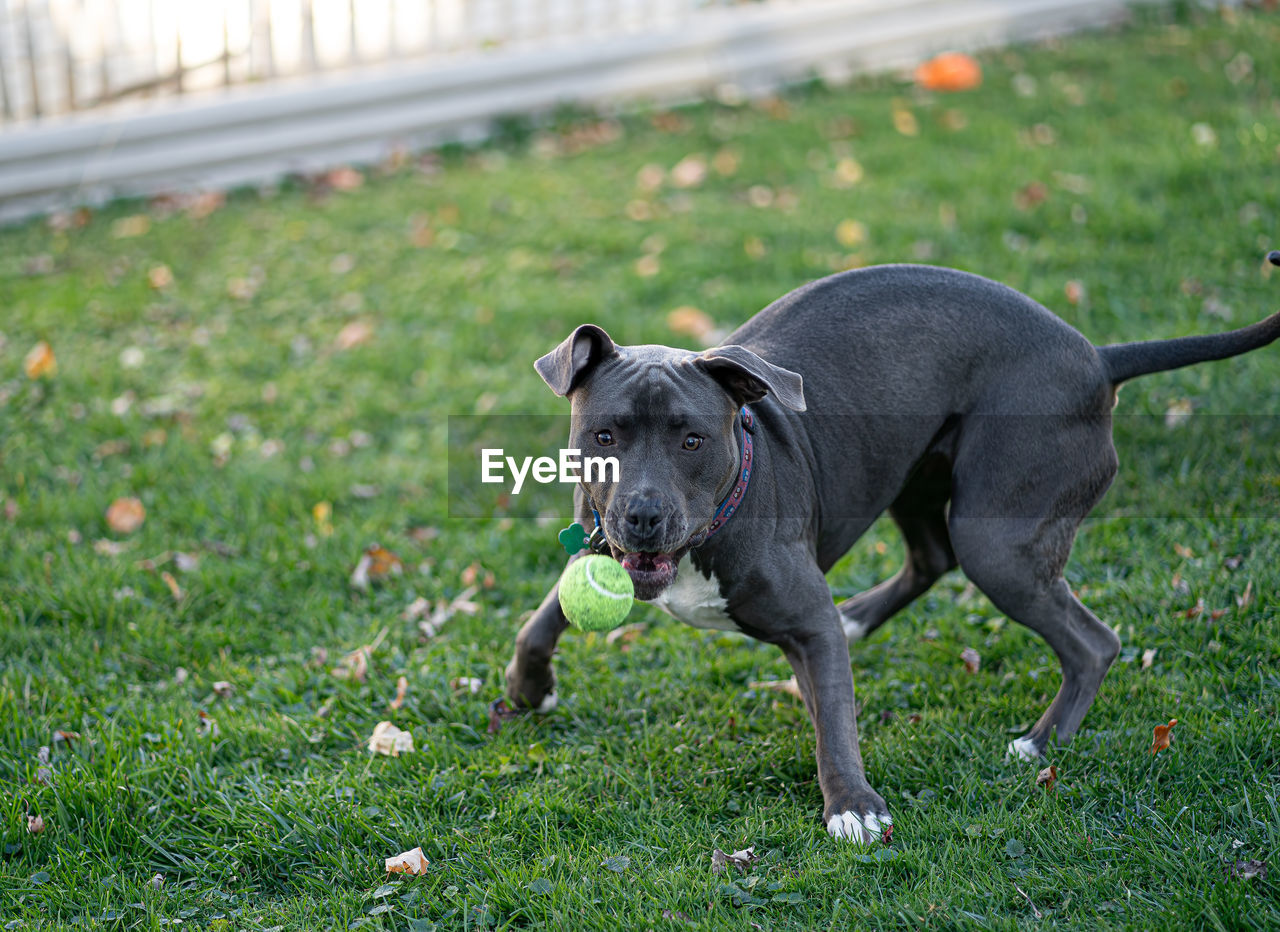 Close up of a pitbull puppy playing with a tennis ball in a green field