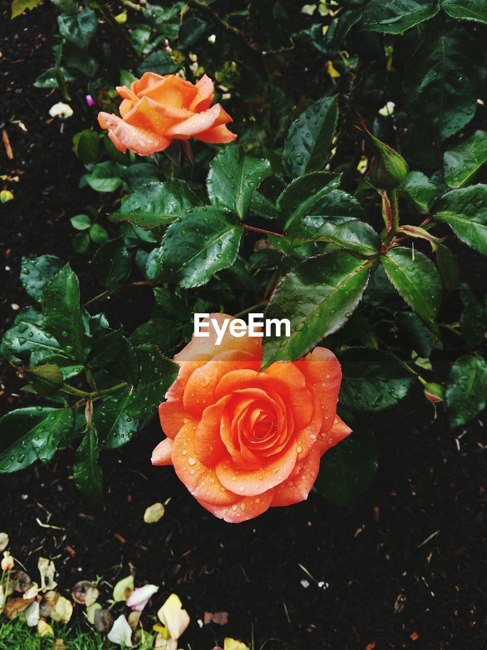 CLOSE-UP OF ORANGE ROSE BLOOMING IN PARK