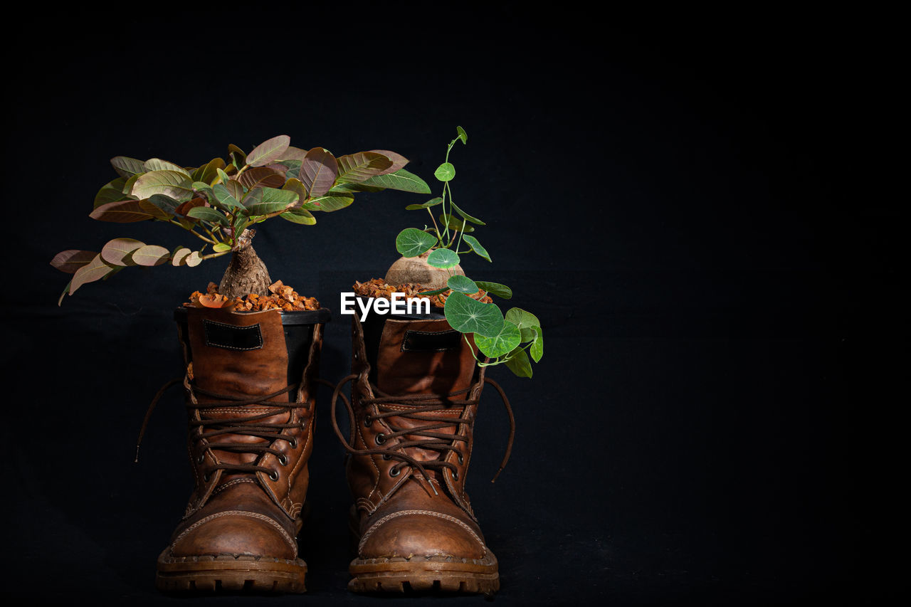 black background, shoe, studio shot, leaf, plant part, plant, indoors, boot, footwear, nature, brown, darkness, yellow, dark, still life photography, flower, black, copy space, no people, flowering plant