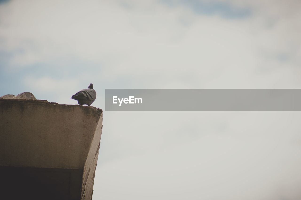 Low angle view of pigeon on wall against cloudy sky