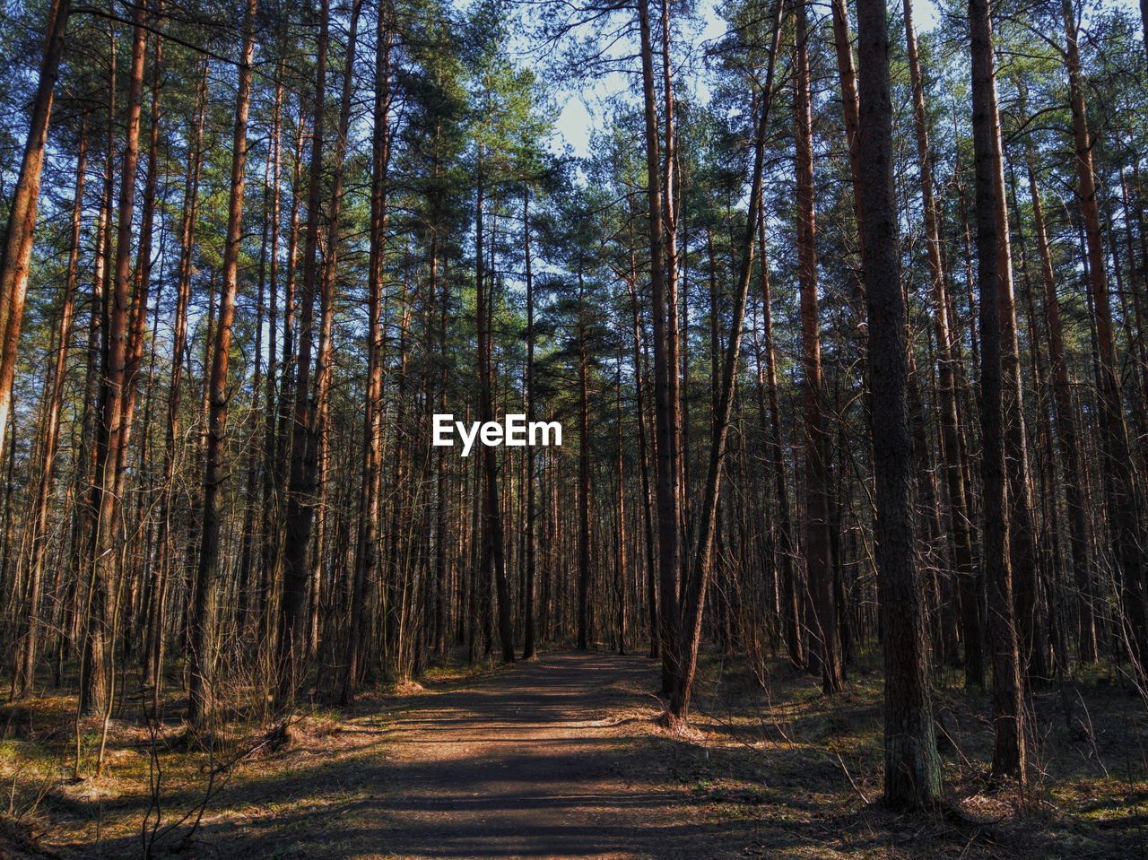 Dirt road amidst trees in forest