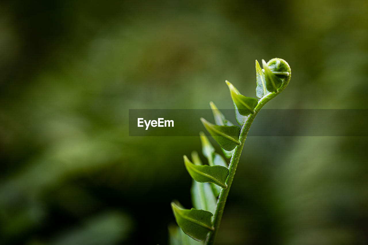 green, nature, plant, grass, plant part, leaf, yellow, macro photography, flower, close-up, no people, growth, branch, sunlight, focus on foreground, beauty in nature, animal wildlife, animal themes, animal, outdoors, one animal, wildlife, day, plant stem, bud, environment, selective focus, land, insect, freshness