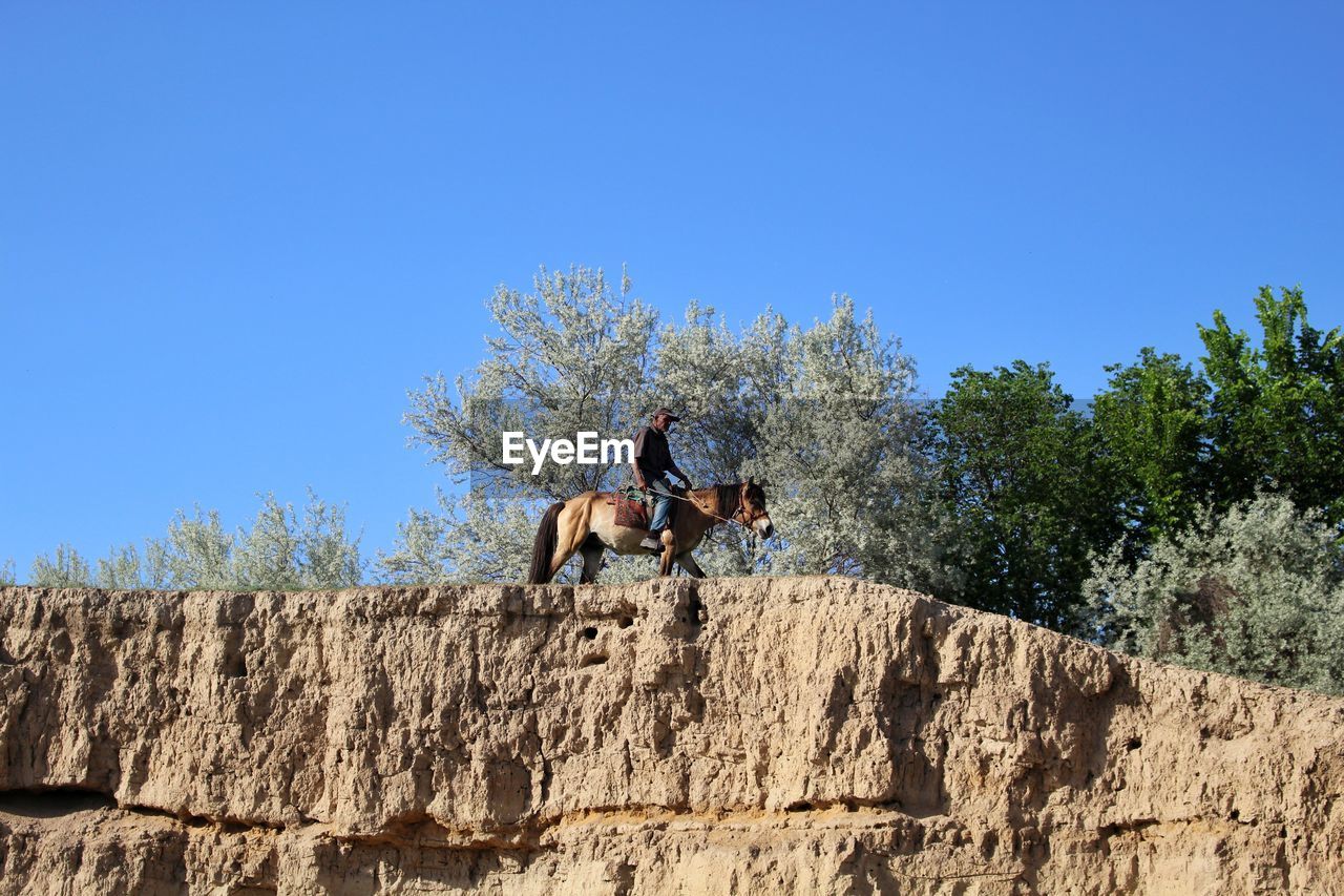 LOW ANGLE VIEW OF HORSE SITTING AGAINST TREES