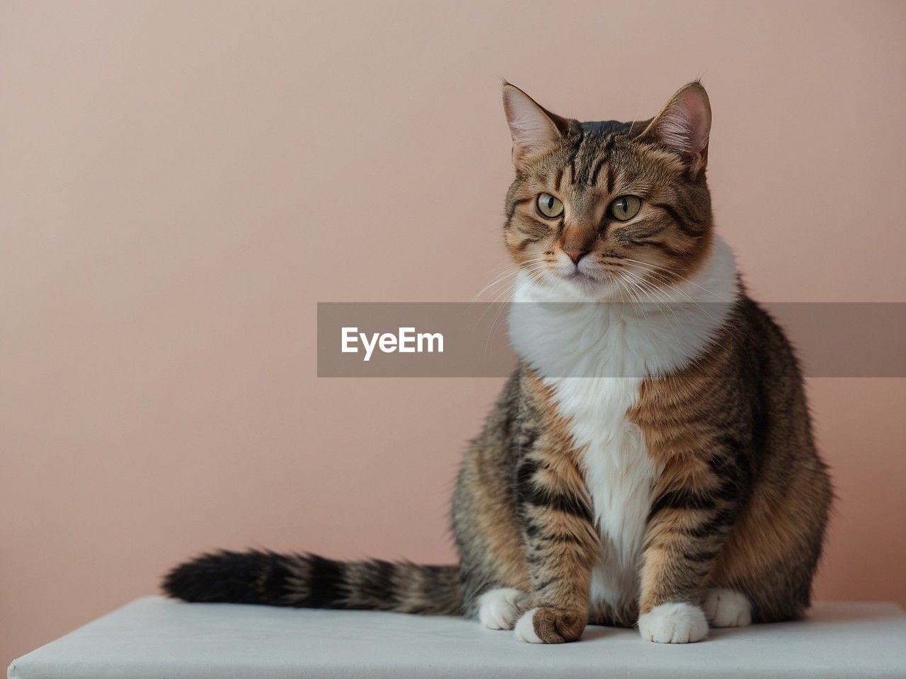 close-up of cat looking away against white wall