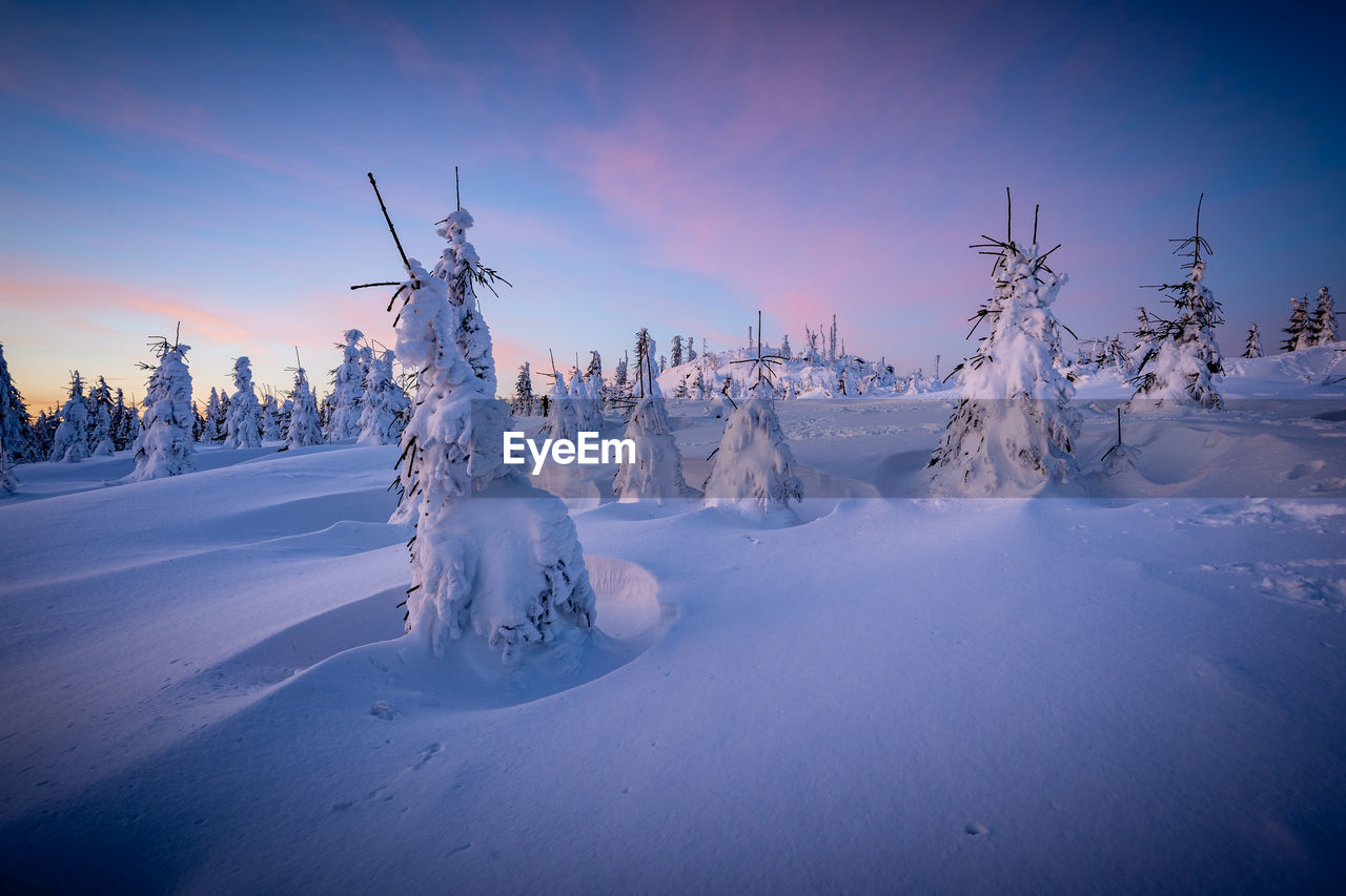 cold temperature, snow, winter, environment, landscape, tree, nature, scenics - nature, sky, frozen, land, beauty in nature, plant, coniferous tree, forest, pine tree, mountain, blue, ice, tranquility, panoramic, pinaceae, sunset, tranquil scene, screenshot, no people, pine woodland, non-urban scene, woodland, mountain range, cloud, twilight, outdoors, freezing, rural scene, travel destinations, travel, dusk, frost, idyllic, white, sun, polar climate, holiday, wilderness, piste