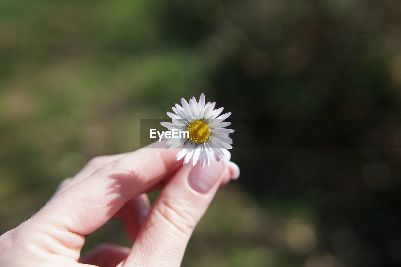 Close-up of hand holding white flowering plant