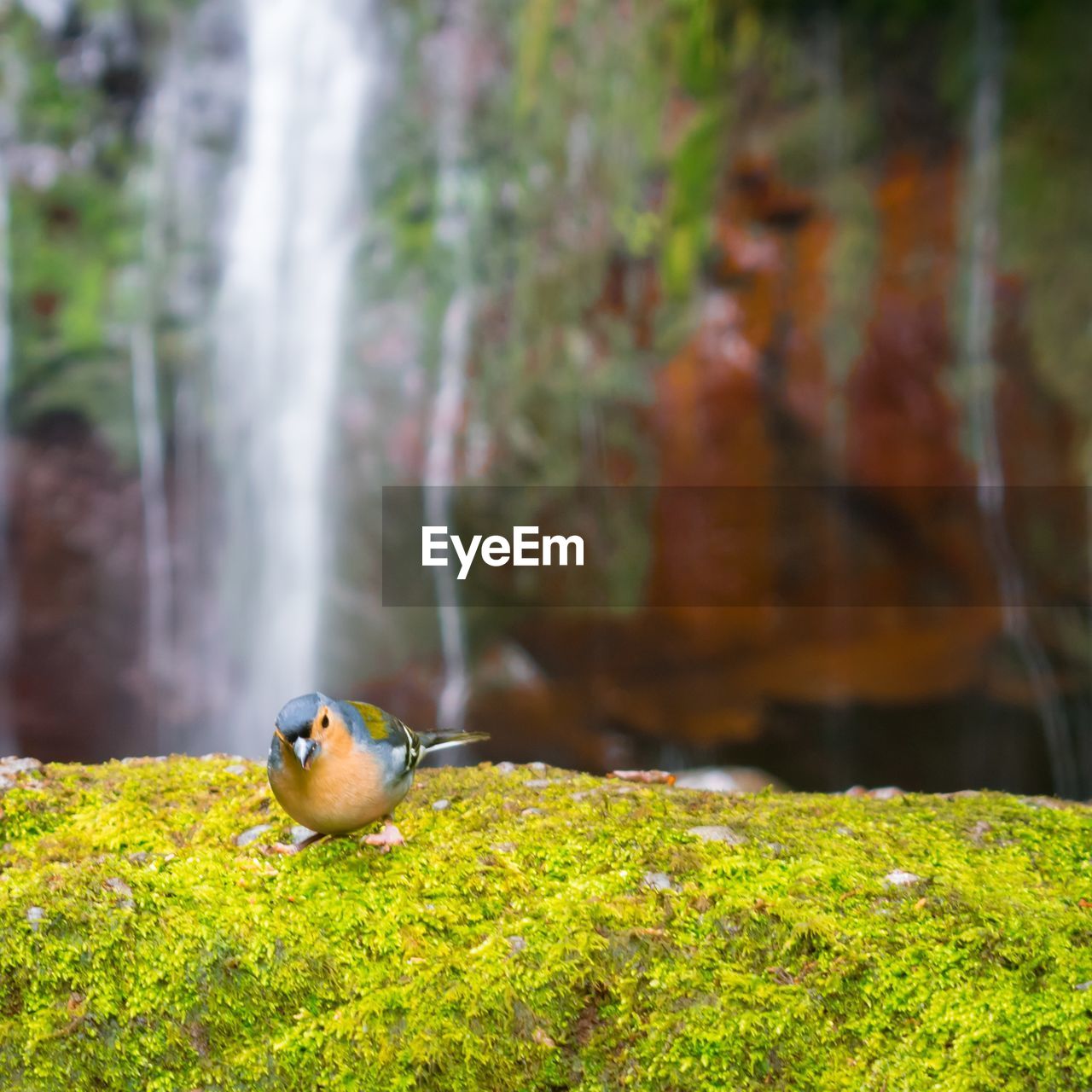 CLOSE-UP OF BIRD PERCHING ON ROCK