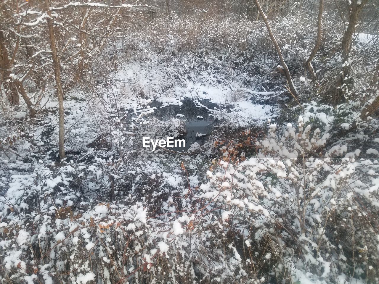 HIGH ANGLE VIEW OF FROZEN TREES