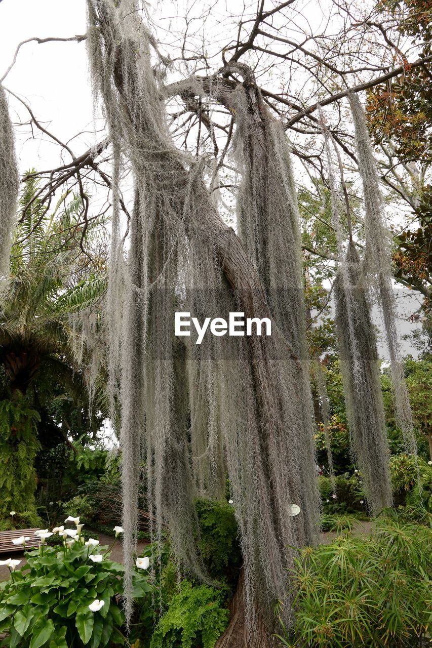 Trees growing in forest