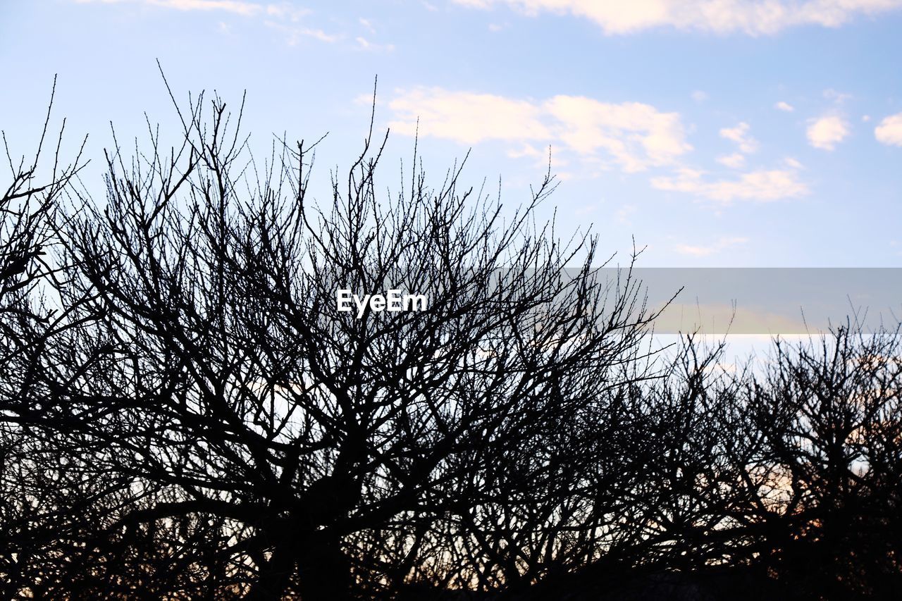 LOW ANGLE VIEW OF SILHOUETTE TREES AGAINST SKY