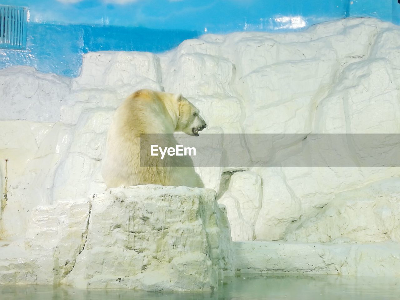 Rear view of a polar bear against rocky landscape