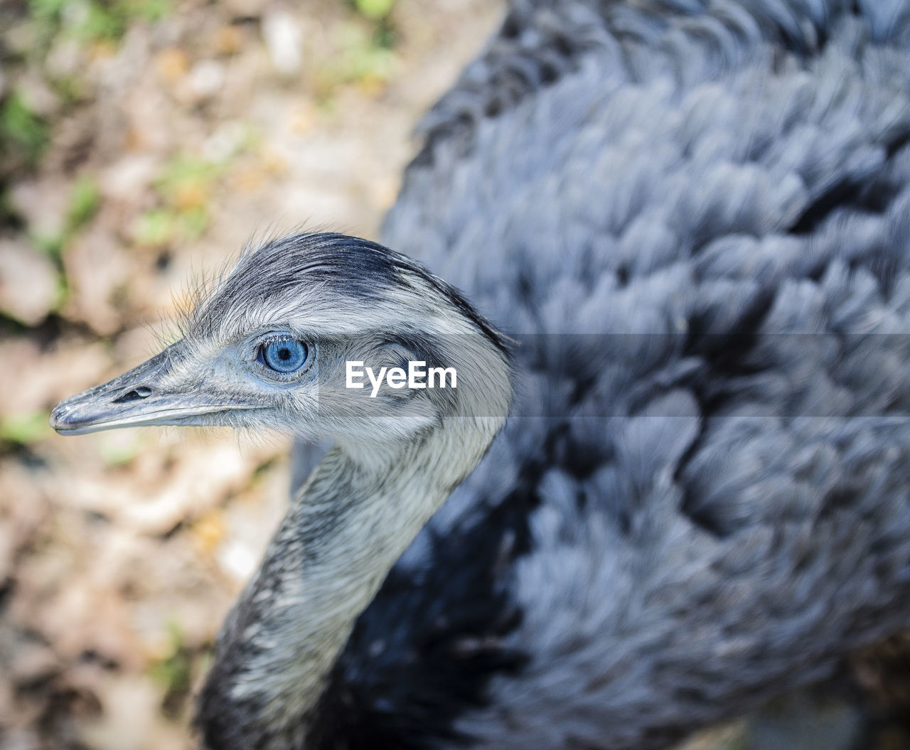 Close-up of a ostrich