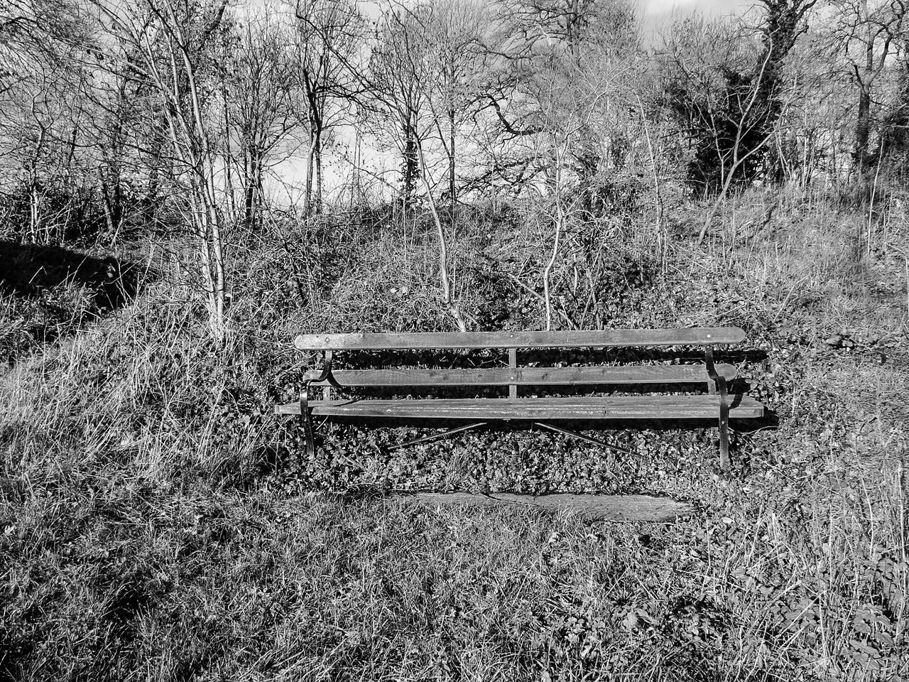 EMPTY BENCHES IN PARK