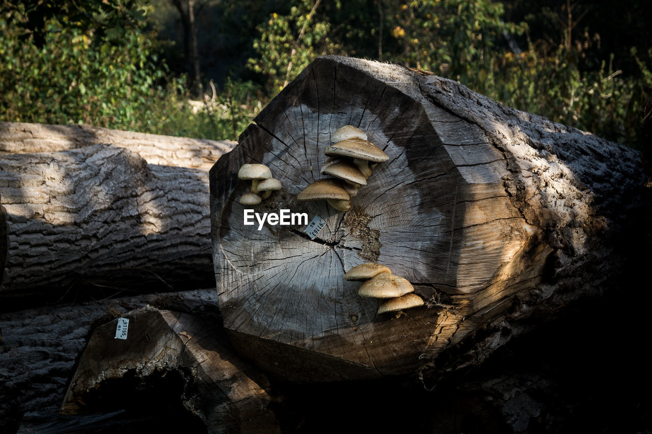 Close-up of old wooden log