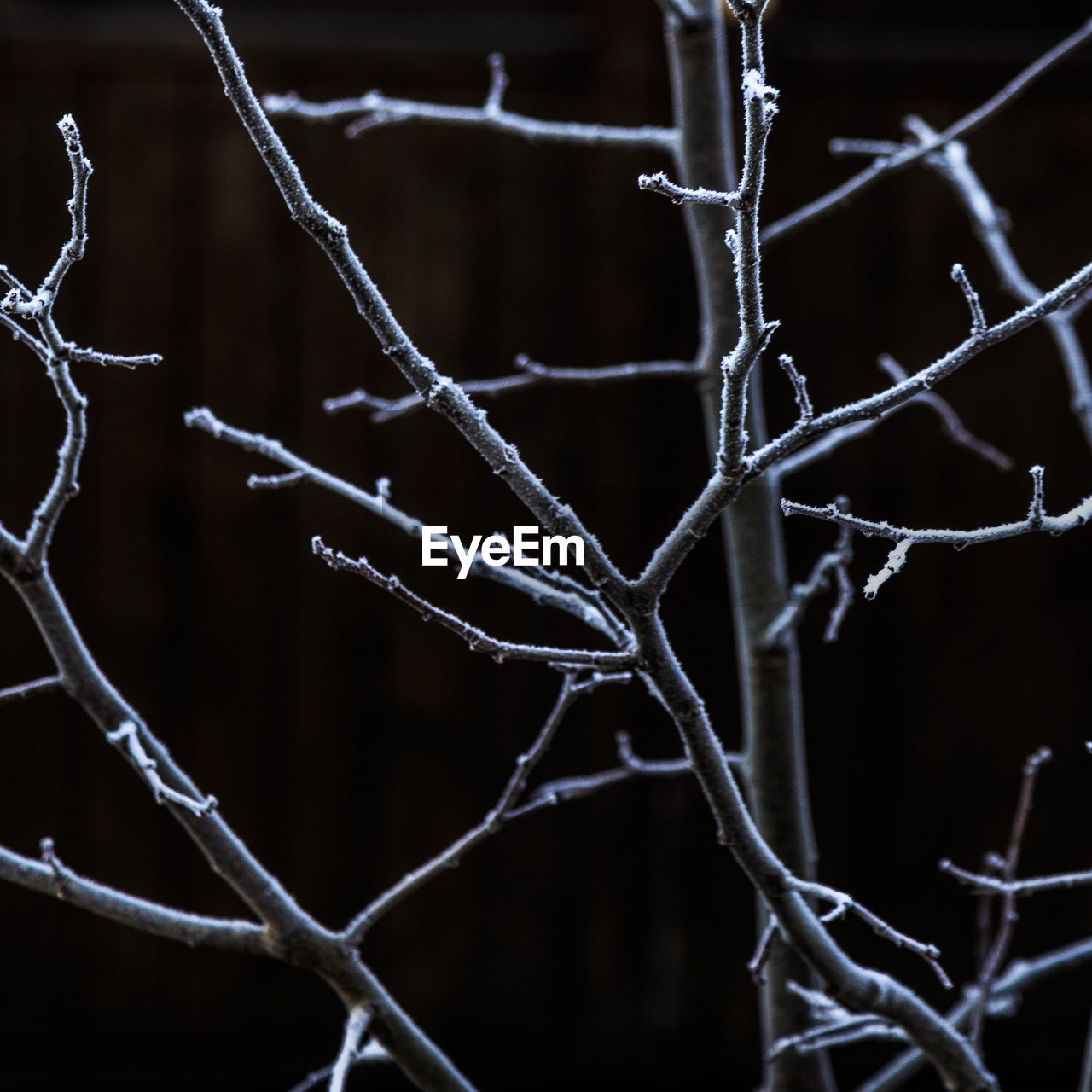 CLOSE-UP OF FROZEN CHAINLINK FENCE