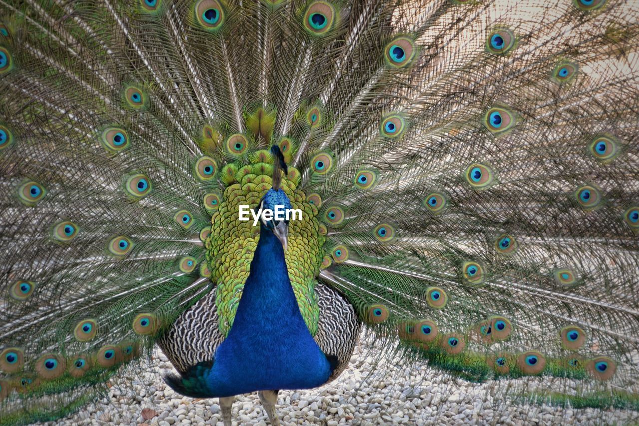 CLOSE-UP OF PEACOCK