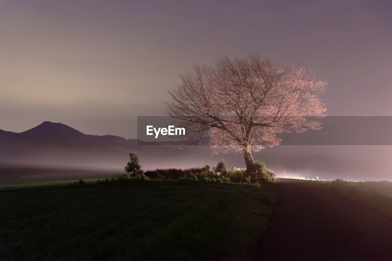 Trees on field against sky at sunset