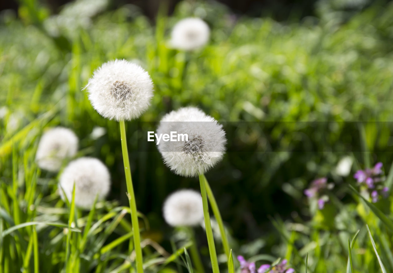 CLOSE-UP OF WHITE FLOWER PLANTS