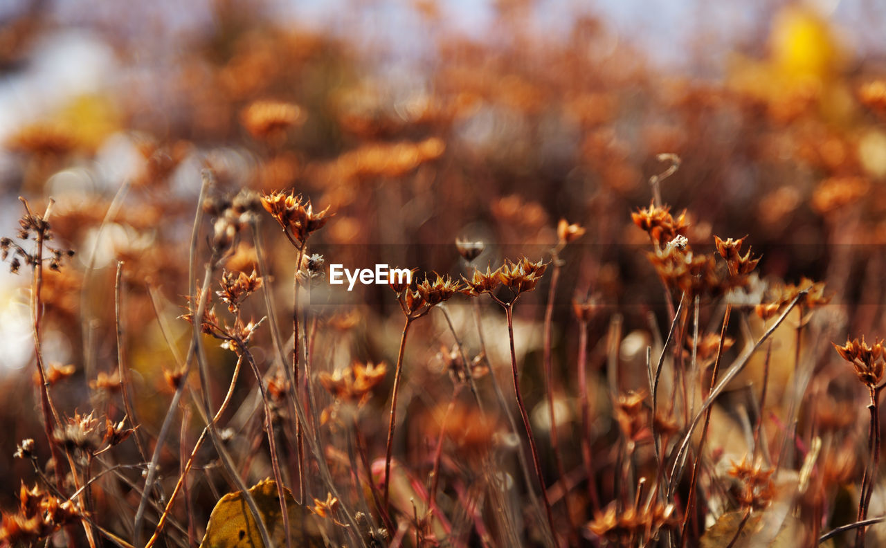 Small orange flowers that grow when the first snow has arrived