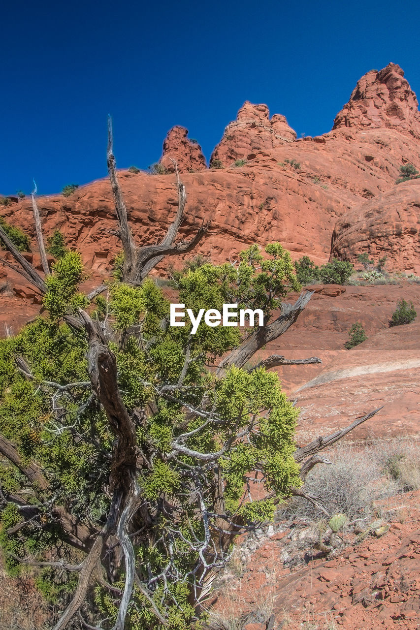 TREES ON LANDSCAPE AGAINST CLEAR SKY