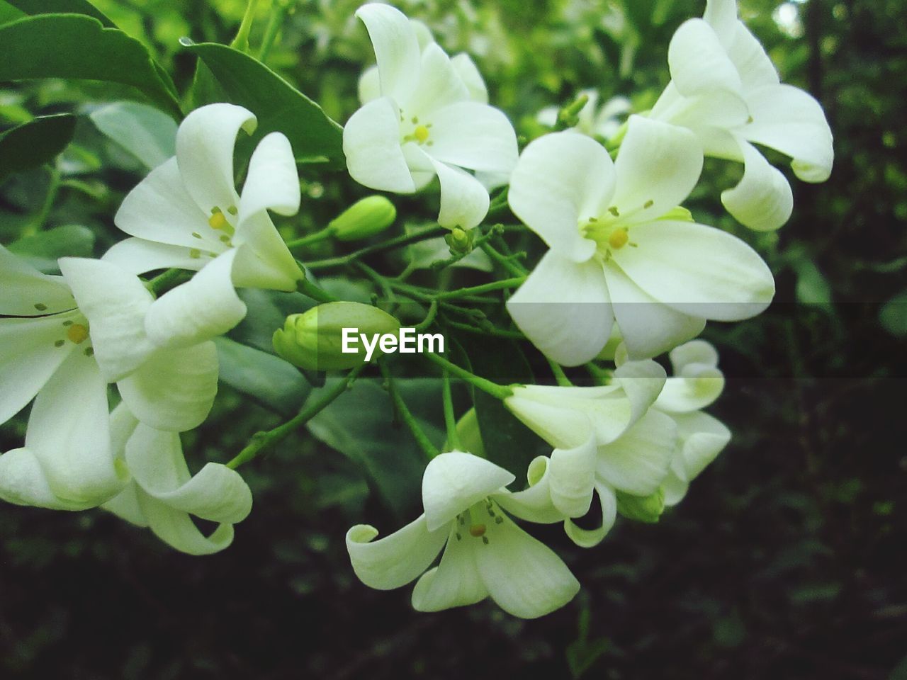 Close-up of flowering plant