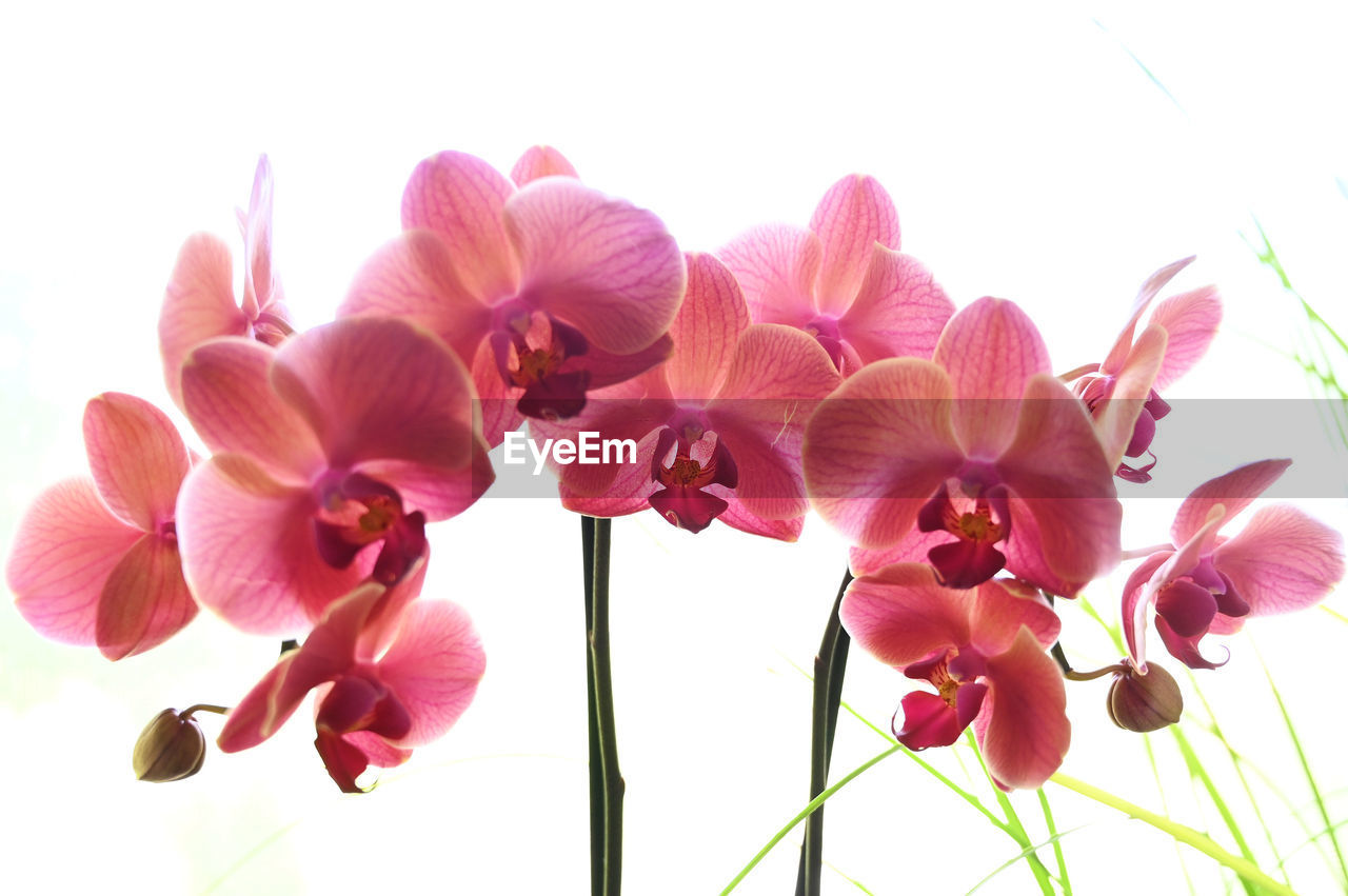 CLOSE-UP OF PINK ORCHIDS AGAINST SKY