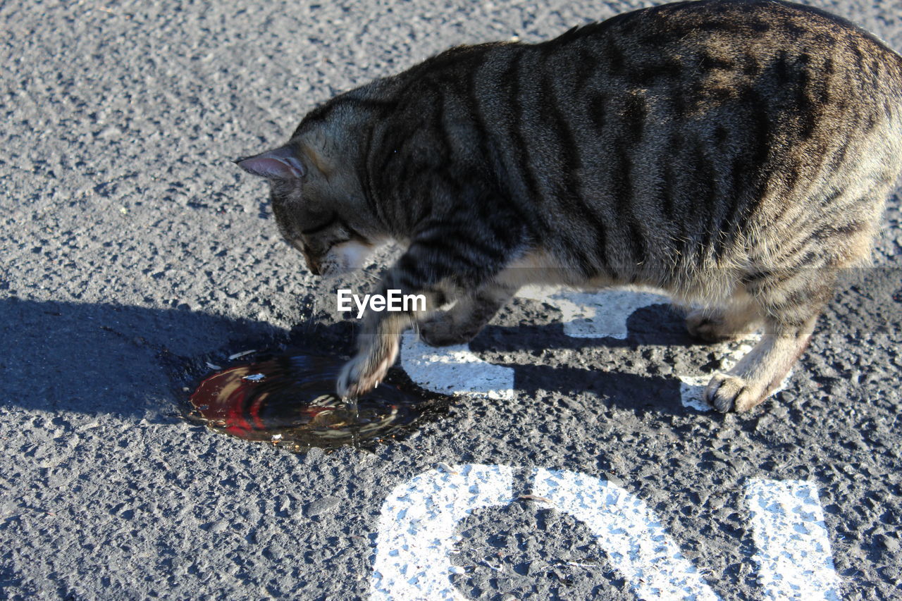 HIGH ANGLE VIEW OF A CAT