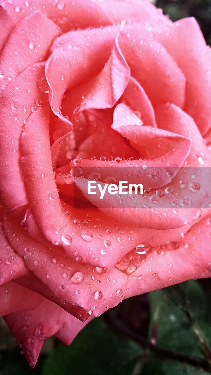 pink, flower, drop, flowering plant, plant, rose, beauty in nature, wet, petal, close-up, freshness, fragility, water, inflorescence, flower head, garden roses, nature, growth, dew, rain, red, no people, raindrop, macro photography, outdoors, focus on foreground, rose - flower, springtime, day, botany, leaf