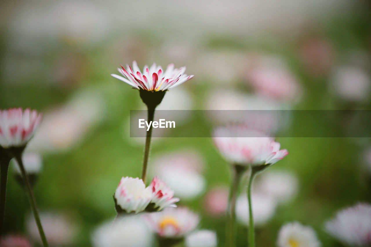 Beautiful Beautiful Nature Daisy Daisy Flower Daisy Flower Head Grass Nature Beauty In Nature Close-up Flowers Garden Selective Focus Spring Springtime