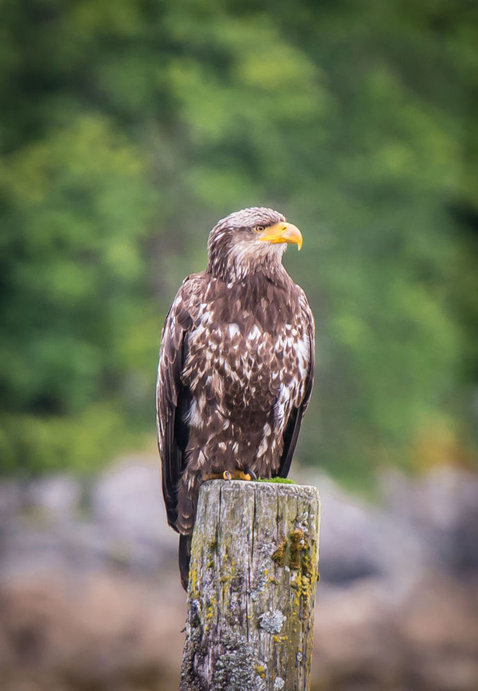 Close-up of a bald eagle looking away