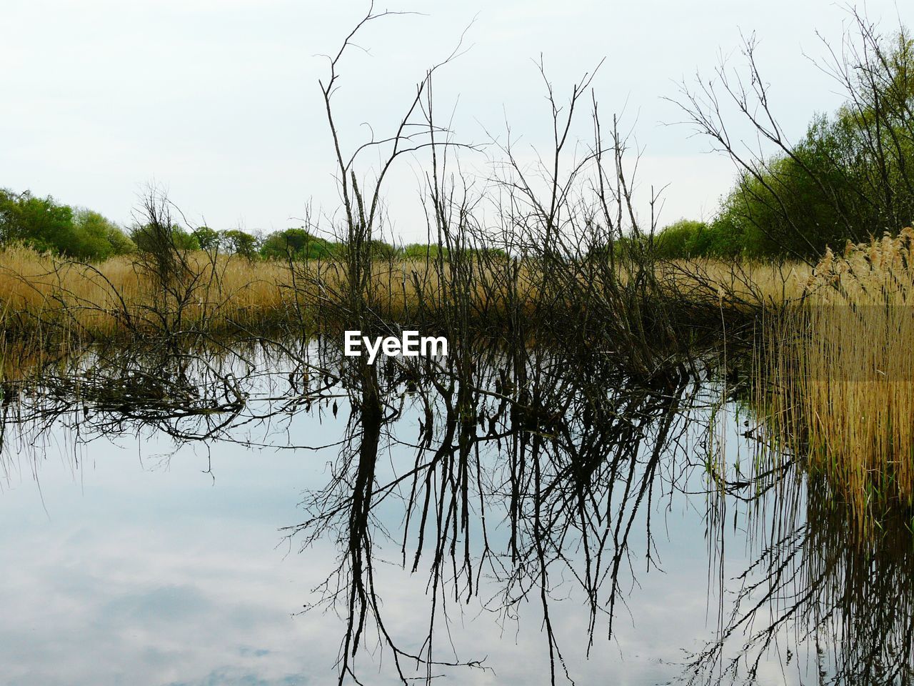 REFLECTION OF TREES IN WATER