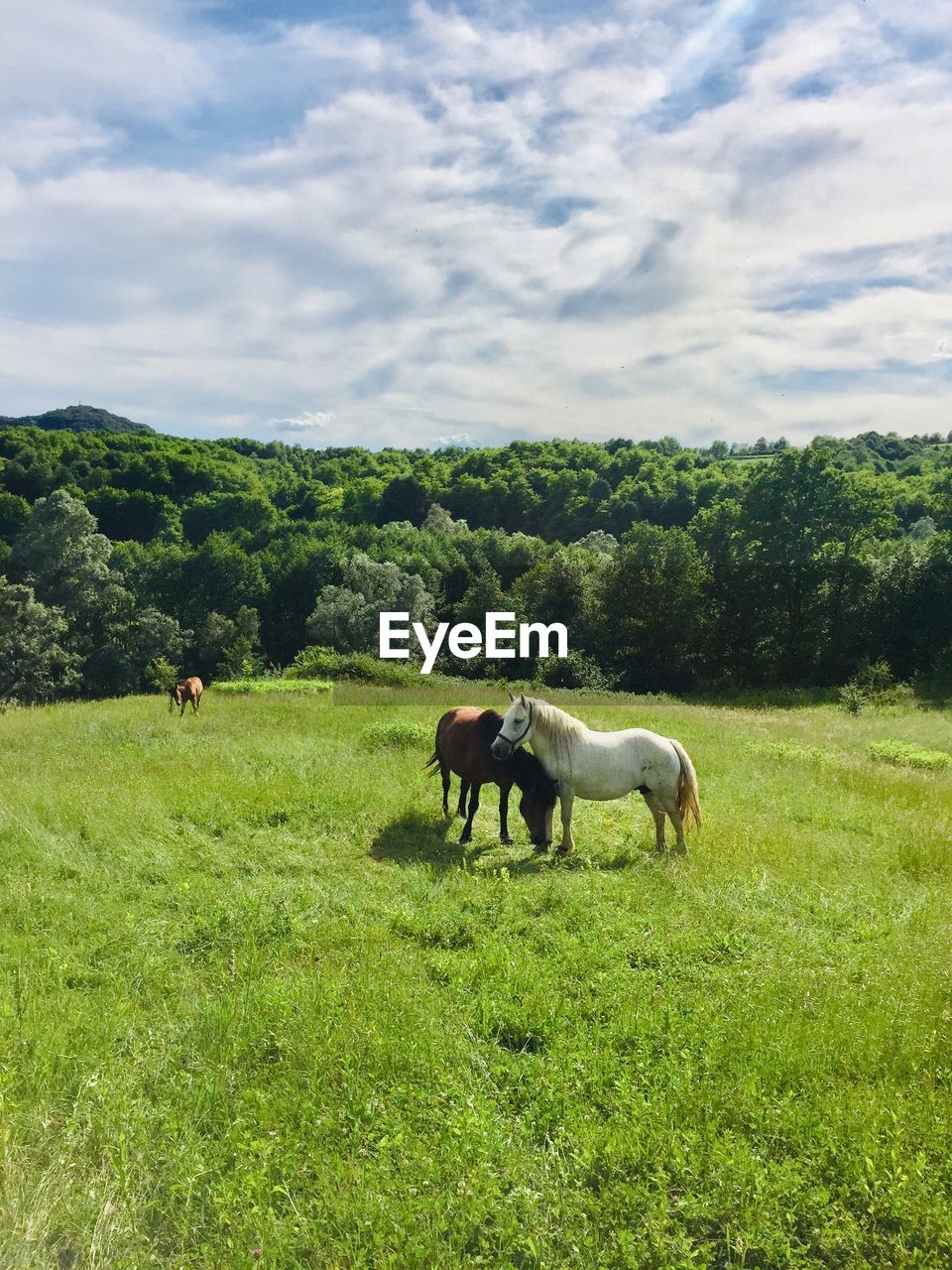 HORSES ON A FIELD