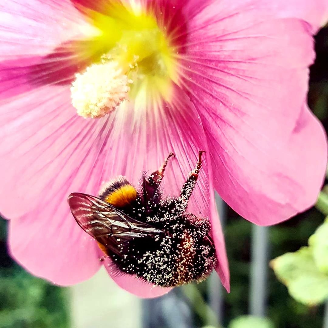 HONEY BEE ON PINK FLOWER