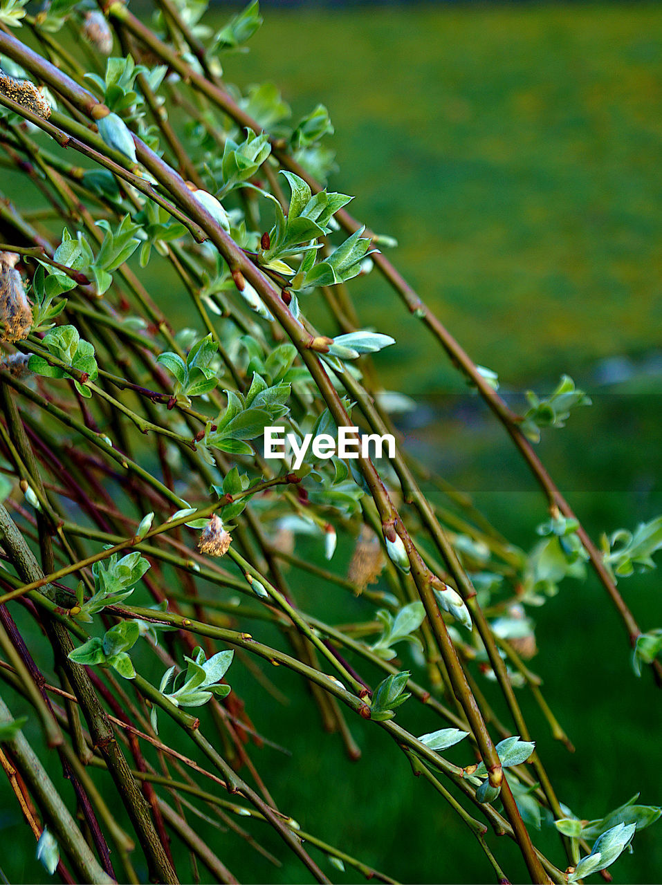 CLOSE-UP OF WET PLANTS