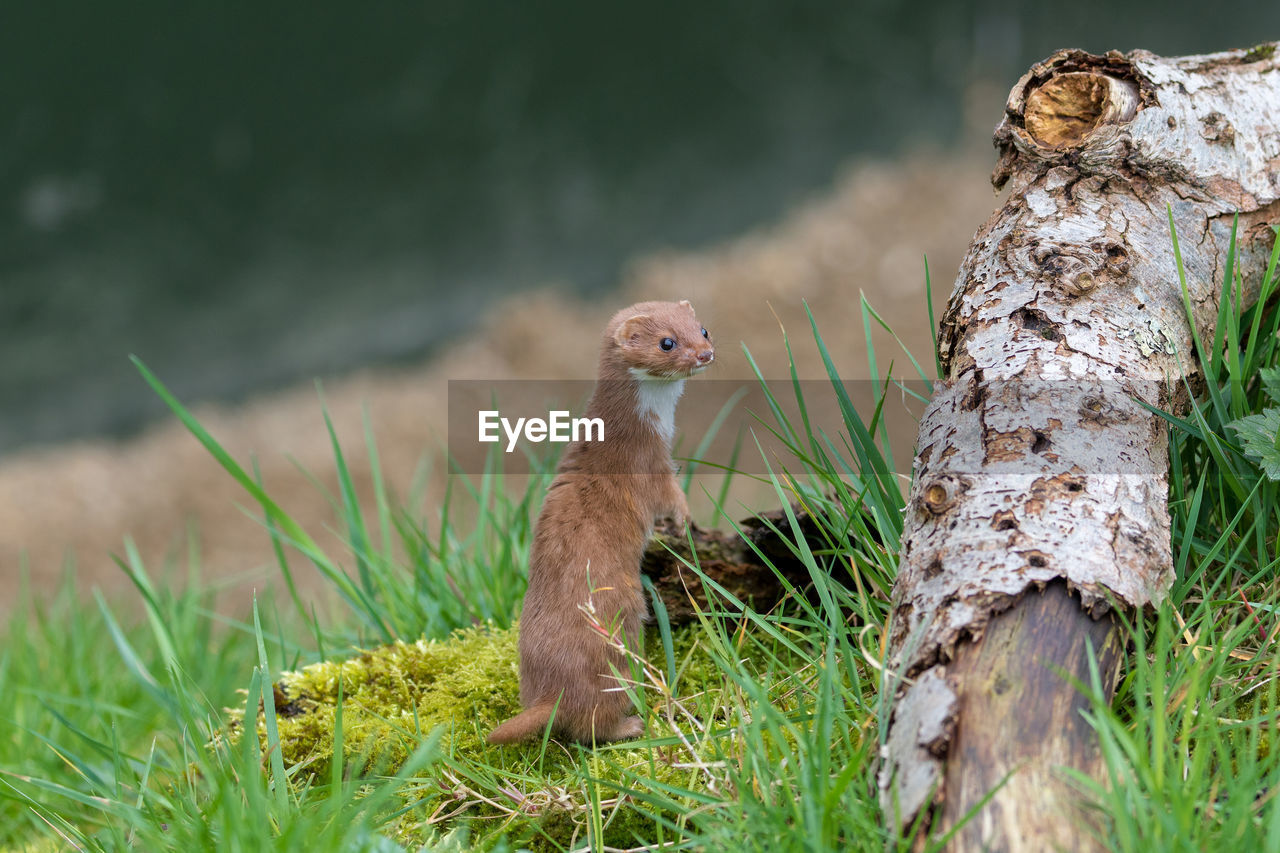 High angle view of weasel by plants