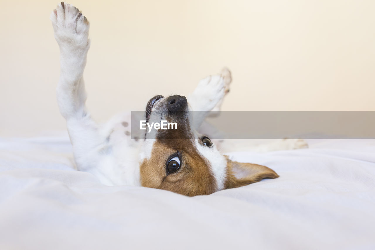 DOG LYING ON BED