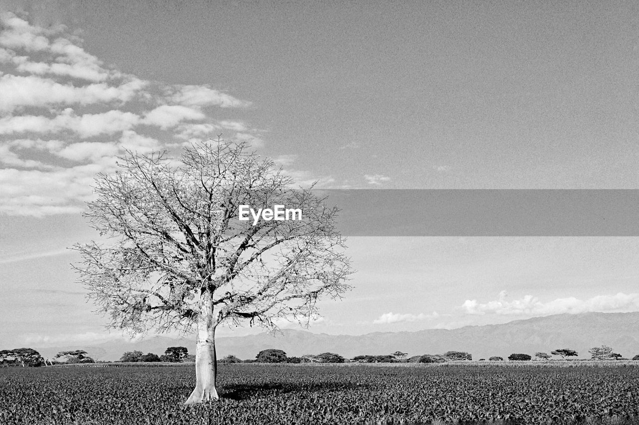 SILHOUETTE OF TREES ON FIELD